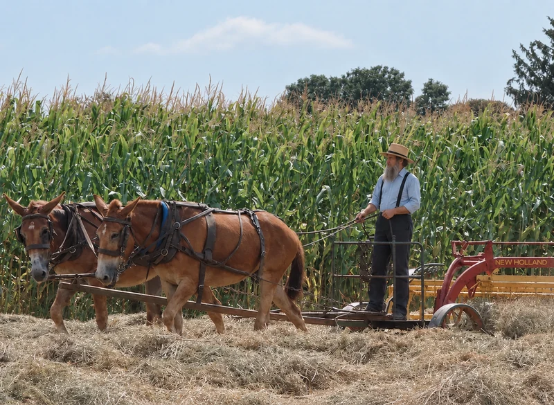 Jacob driving a team of horses across a field.